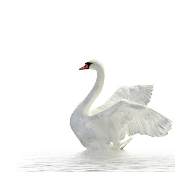 Flying Swan 1